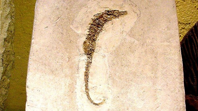 Fish, Fossil Seahorse Genus Hippocampus Species Unknown