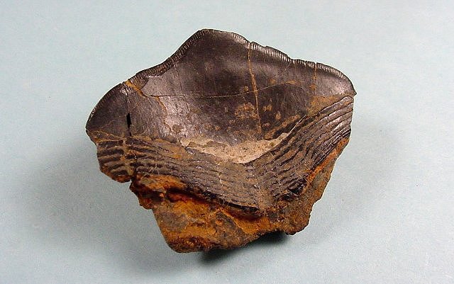 Fish, Fossil Shark Tooth From A Crusher Shark, Species Unknown