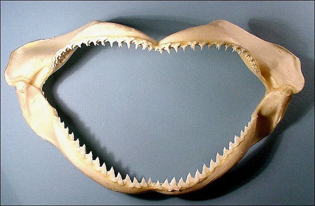 Fish Modern Shark Jaws, Mexico, Jaw Is About 18 Inches Across