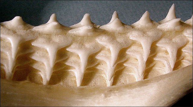 Fish Modern Shark Teeth In Jaw, Teeth In Upper Jaw When One Tooth Is Lost, Another Pops Up To Take Its Place