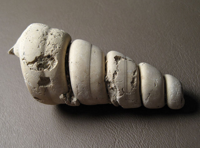 Gastropod Fossil Internal Casts Of Snail Shell, Genus Turitella, Florida