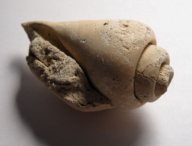 Gastropod Fossil Internal Casts Of Snail Shell, Genus Unknown, Florida