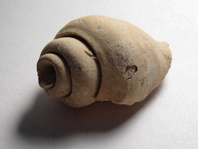 Gastropod Fossil Internal Casts Of Snail Shell, Genus Unknown, Florida
