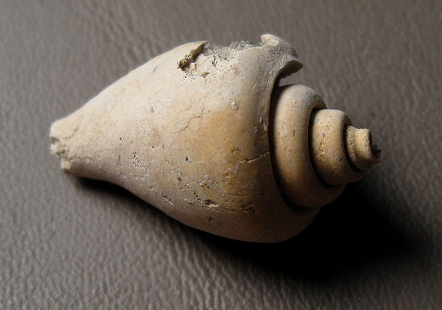 Gastropod Fossil Internal Casts Of Snail Shell, Genus Unknown, Florida