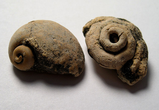 Gastropod Fossil Internal Casts Of Snail Shell, Genus Unknown, Florida