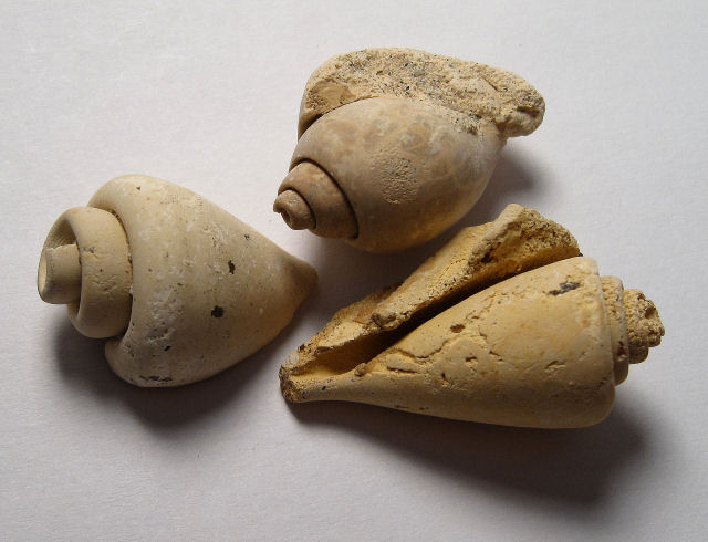 Gastropod Fossil Internal Casts Of Snail Shell, Genus Unknown, Florida