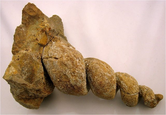 Gastropod Fossil Internal Casts Of Snail Shell, Genus Unknown, Morrocco, Adnane Fossils