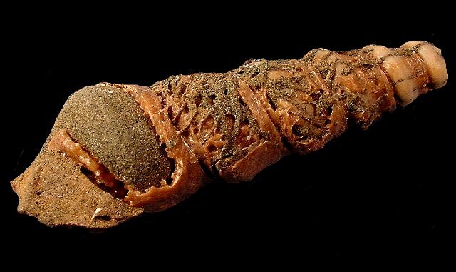Gastropod Fossil Shell Etched By Acid Showing Internal Cast, Genus Unknown