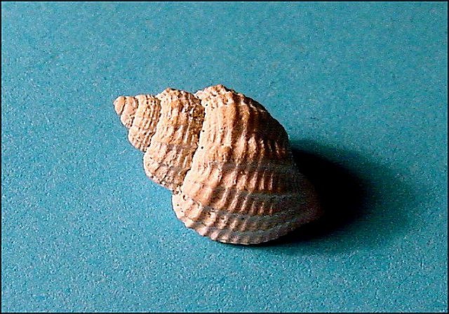 Gastropod Fossil Shell Of Snail, Cancellaria Admete St. Marys Formation, Calvert Cliffs State Park, Maryland Width is 1 Cm