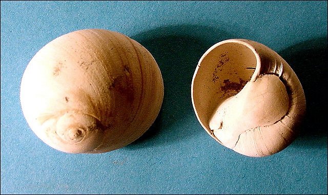 Gastropod Fossil Shell Of Snail, Polynices Lunatia, St. Marys Formation, Calvert Cliffs State Park, Maryland Length Is 2.5 Cm