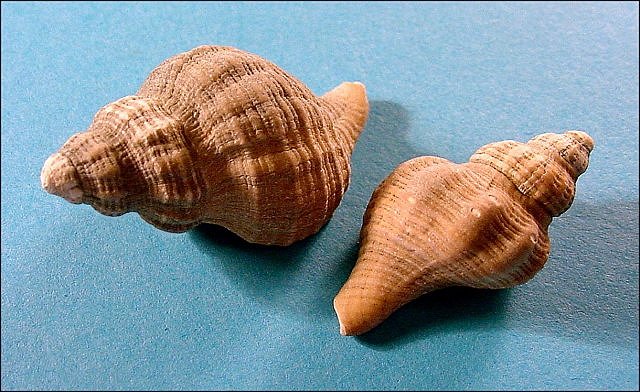 Gastropod Fossil Shell Of Snail, Siphonalia Devex, St. Marys Formation, Calvert Cliffs State Park, Maryland Length Is 3 Cm