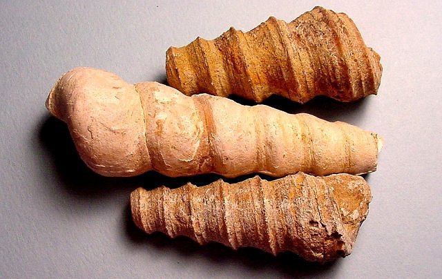 Gastropod Fossil Shells Filled With Sediment