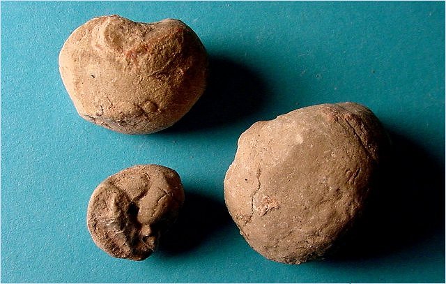 Gastropod Fossil Snail, Bellerophon Crassus, Naco Formation-Pennsylvanian Kohls Ranch, West-Central, Arizona Largest 2.2 Cm