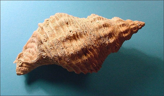 Gastropod Fossil Snail Buccinofusus (False Whelk), St. Marys Formation, Calvert Cliffs State Park, Maryland Length Is 12 Cm
