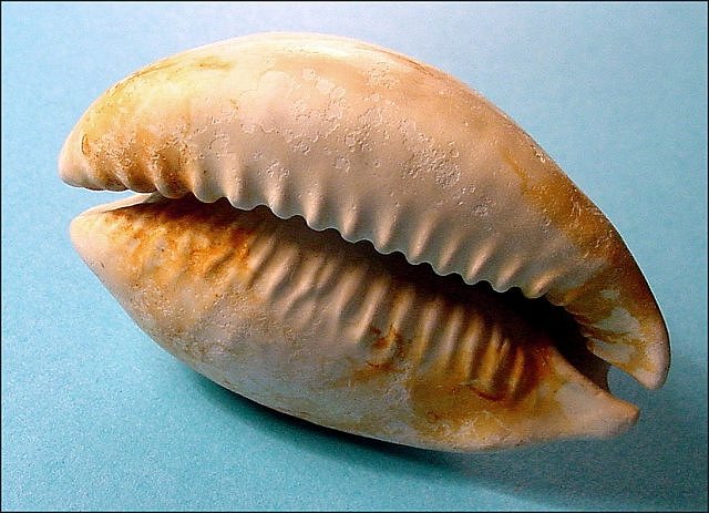Gastropod Fossil Snail, Cypraea (Cowrie), Sarasota, Florida, Pliocene Length Is 5.5 Cm