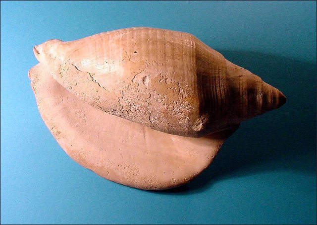 Gastropod Fossil Snail, Strombus, Sarasota, Florida, Pliocene Length Is 5.5 Cm