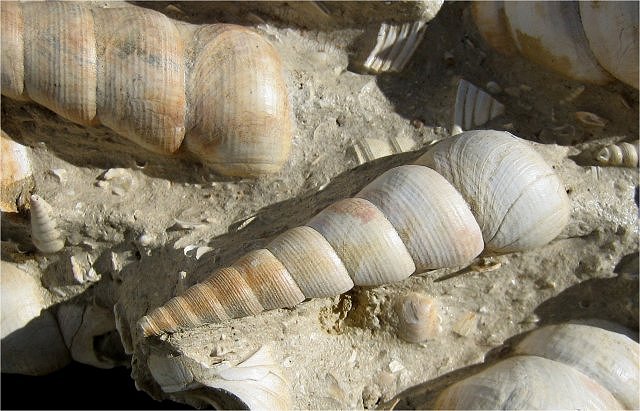 Gastropod Fossil Snail, Turritella, Burdiga Pien, Bordeaux, France