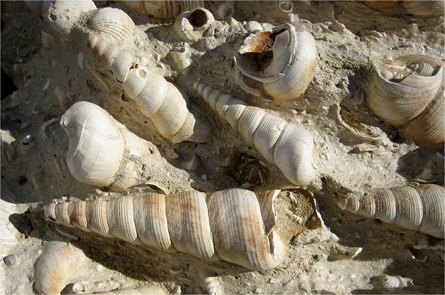 Gastropod Fossil Snail, Turritella, Burdiga Pien, Bordeaux, France