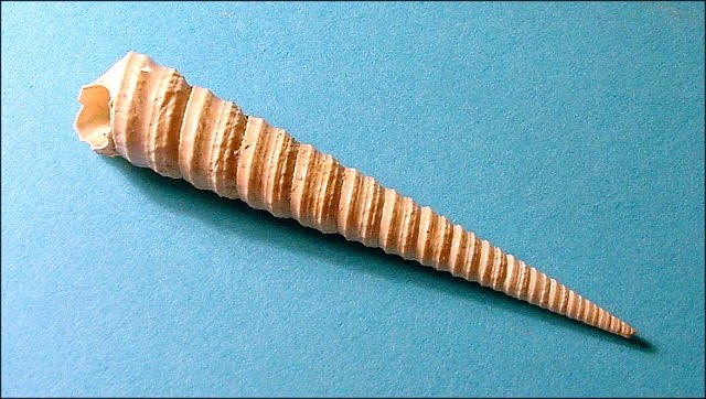 Gastropod Fossil Snail, Turritella Exolata ,Sarasota, Florida, Pliocene Length Is 7 Cm