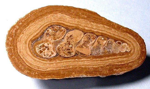 Gastropod Fossil Snail Shell That Has Been Replaced With Other Material And It Is Inside Of Layers Of Material Forming A Concretion Turritella