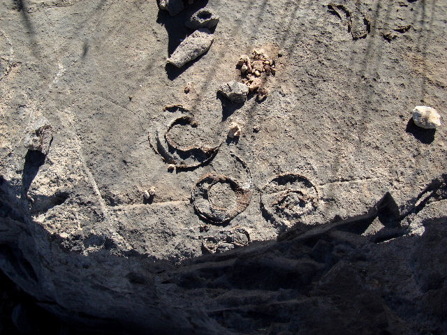 Gastropod Fossil Snail, Species Unknown Colina Limestone Whetstone Mountains, Southeastern Arizona, Early Permian