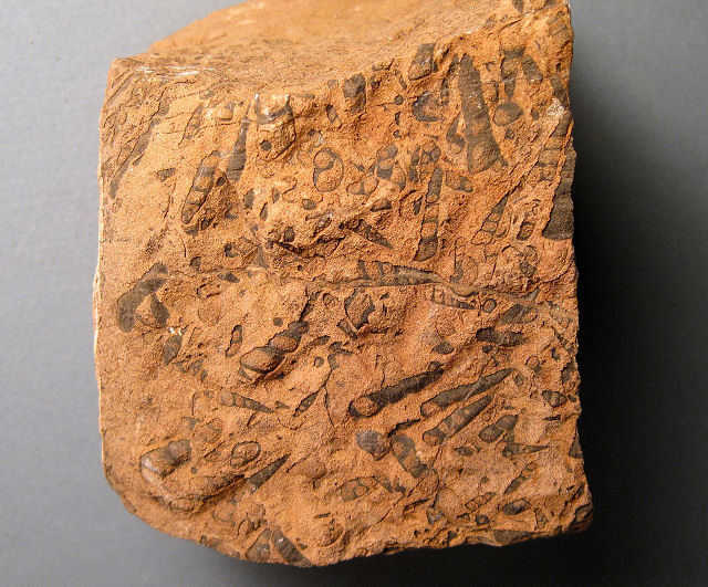 Gastropod Fossil Snails, Turritella-Type Gastropods, From The Base Of The Mural Limestone Mule Mountains, Cochise County, Arizona, Cretaceous
