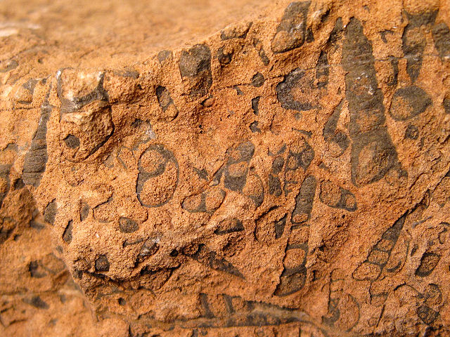 Gastropod Fossil Snails, Turritella-Type Gastropods, From The Base Of The Mural Limestone Mule Mountains, Cochise County, Arizona, Cretaceous