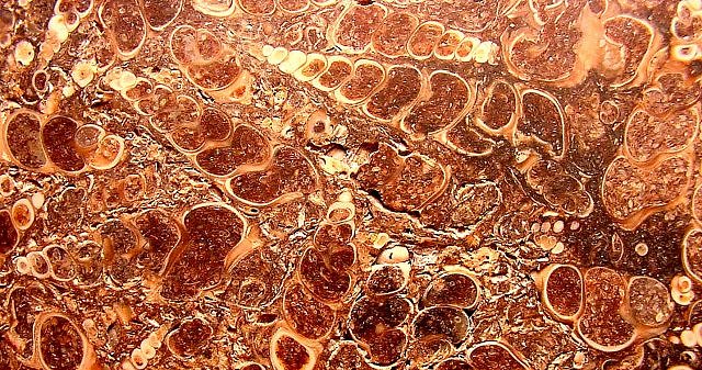 Gastropod Fossilized Snails Which Have Been Replace By Agate .The Snail Is The Geneus Turritella, A High Spired Slender Ceithiid