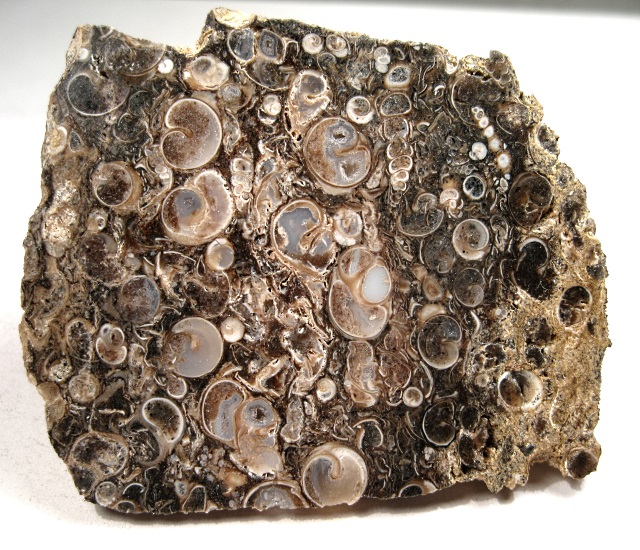 Gastropod Fossilized Snails Which Have Been Replace By Agate. The Snail Is The Geneus Turritella, A High Spired Slender Ceithiid