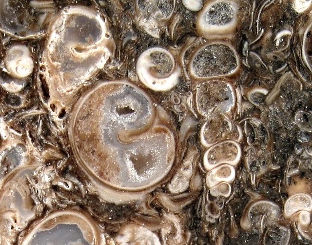 Gastropod Fossilized Snails Which Have Been Replace By Agate. The Snail Is The Geneus Turritella, A High Spired Slender Ceithiid