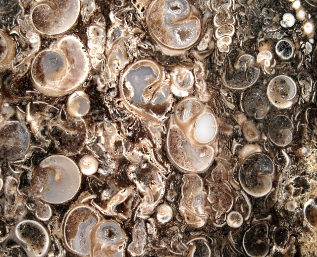 Gastropod Fossilized Snails Which Have Been Replace By Agate. The Snail Is The Geneus Turritella, A High Spired Slender Ceithiid