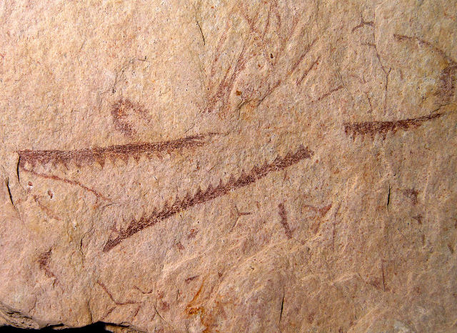 Graptolites Fossil Rhobdosome, Skeleton Of The Graptolite Colony