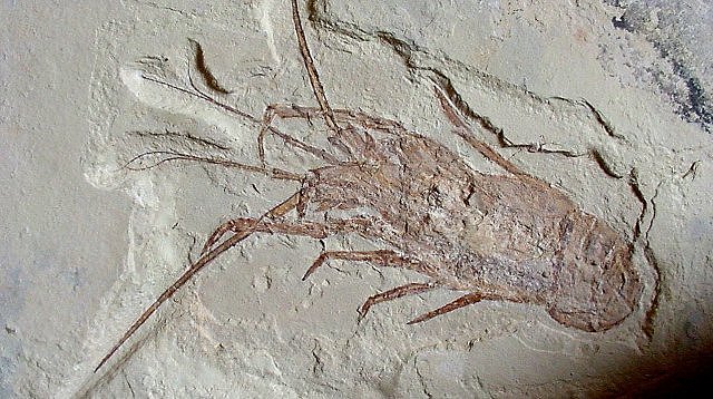 Lobster Fossil Impression Of A Lobster Family Nephropidea, Species Unknown, International Fossil Co.