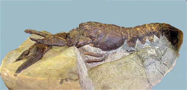 Lobster Fossil Of Lobster, Family Nephropidea, Species Unknown, Wonders Of The World Fossils