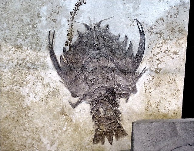 Lobster, Fossil Of Lobster Family Nephropidea, Species Unknown, Wonders Of The World Fossils