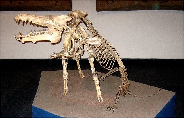 Mammal Dincictis Middle Oligocene-32 Million Years Brule Formation Natural History Museum, Los Angeles, California