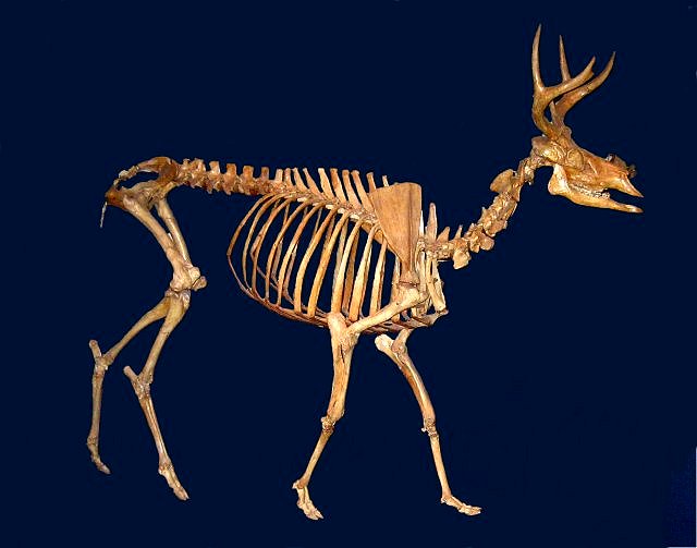 Mammal Extinct Deer Skeleton, Navahoceras - San Jacinto Cave Nuevo Leon, Mexico. Museum of Natural History Los Angelos, Ca