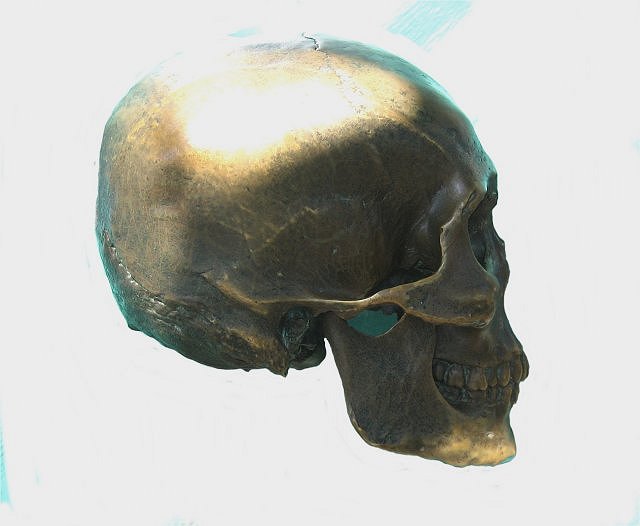 Mammal Bronze Cast - Modern Human Skull, San Diego Zoo