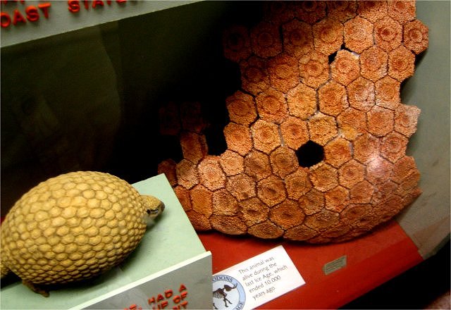 Mammal Fossil And Model Of Glyptodont, Glyptodon Fredericensis, Model And A Portion Of Carapace Texas, Pleistocene
