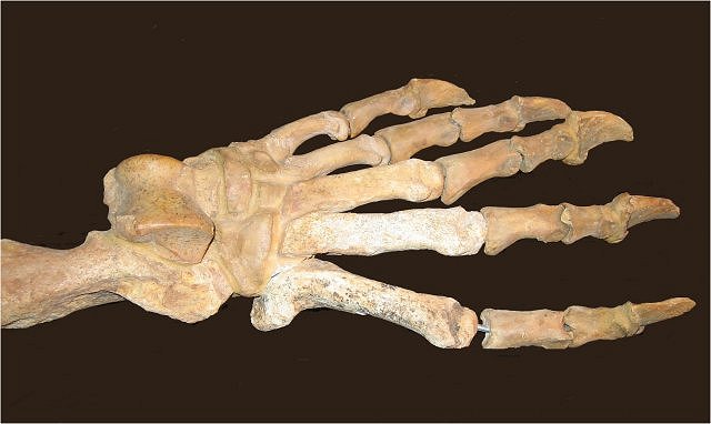 Mammal Fossil Bear Paw, Species Unknown, British Jurassic Fossil Co.