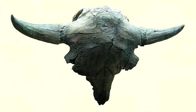 Mammal Fossil Bison Skull From The La Brea Tar Pits, George C Page Museum