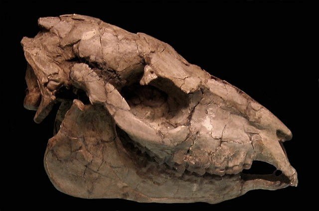 Mammal Fossil Horse Skull South Dakota, Exhibit Museum Of Natural History University Of Michigan, Ann Arbor Michigan