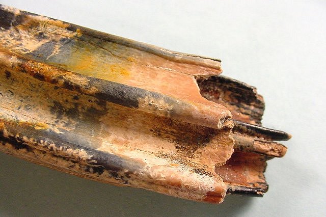 Mammal Fossil Horse Teeth Edisto River, Florida