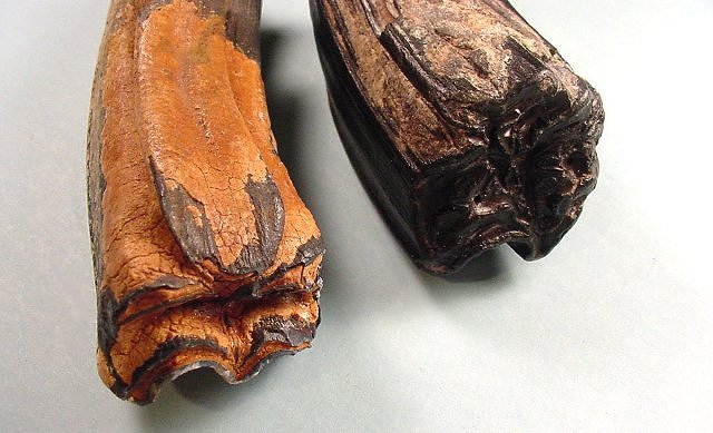 Mammal Fossil Horse Teeth Edisto River, Florida