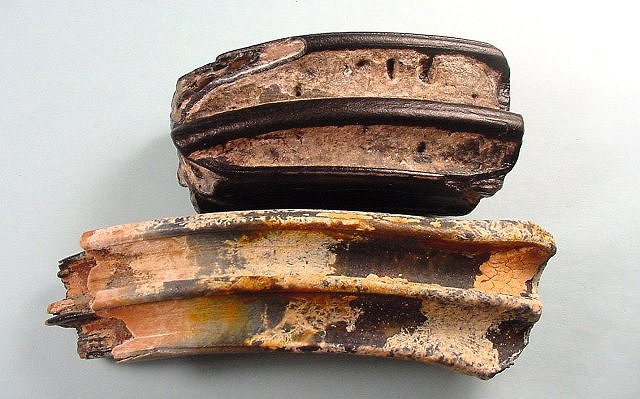 Mammal Fossil Horse Teeth Edisto River, Florida
