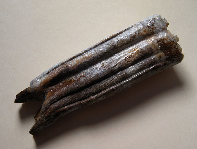 Mammal Fossil Horse Teeth, Florida
