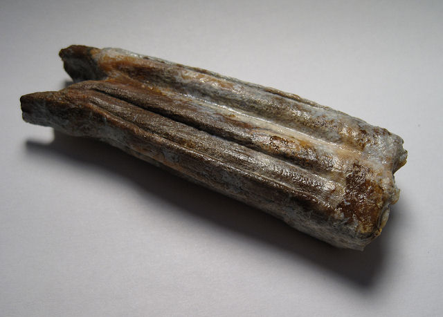 Mammal Fossil Horse Teeth, Florida