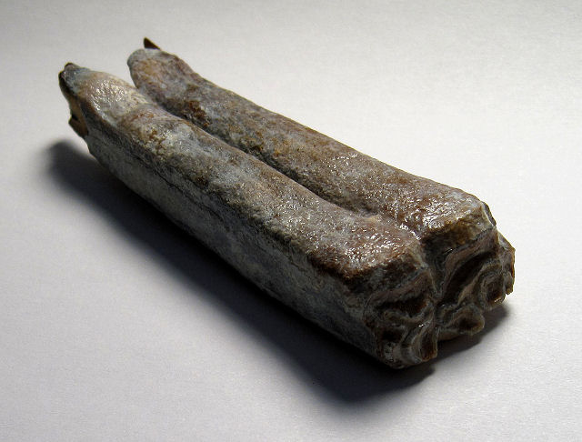 Mammal Fossil Horse Teeth, Florida