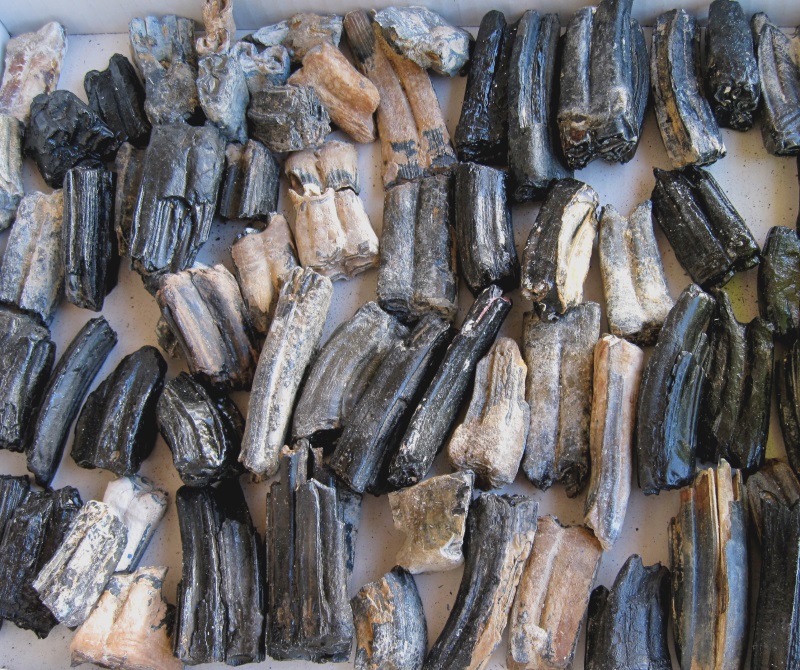 Mammal Fossil Horse Teeth, Florida (For Sale At Tucson Gem And Mineral Show)