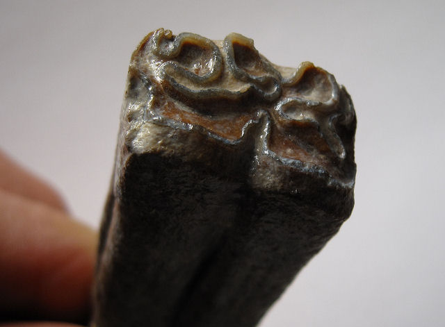 Mammal Fossil Horse Teeth, Florida (Picture Displays The Dentition)